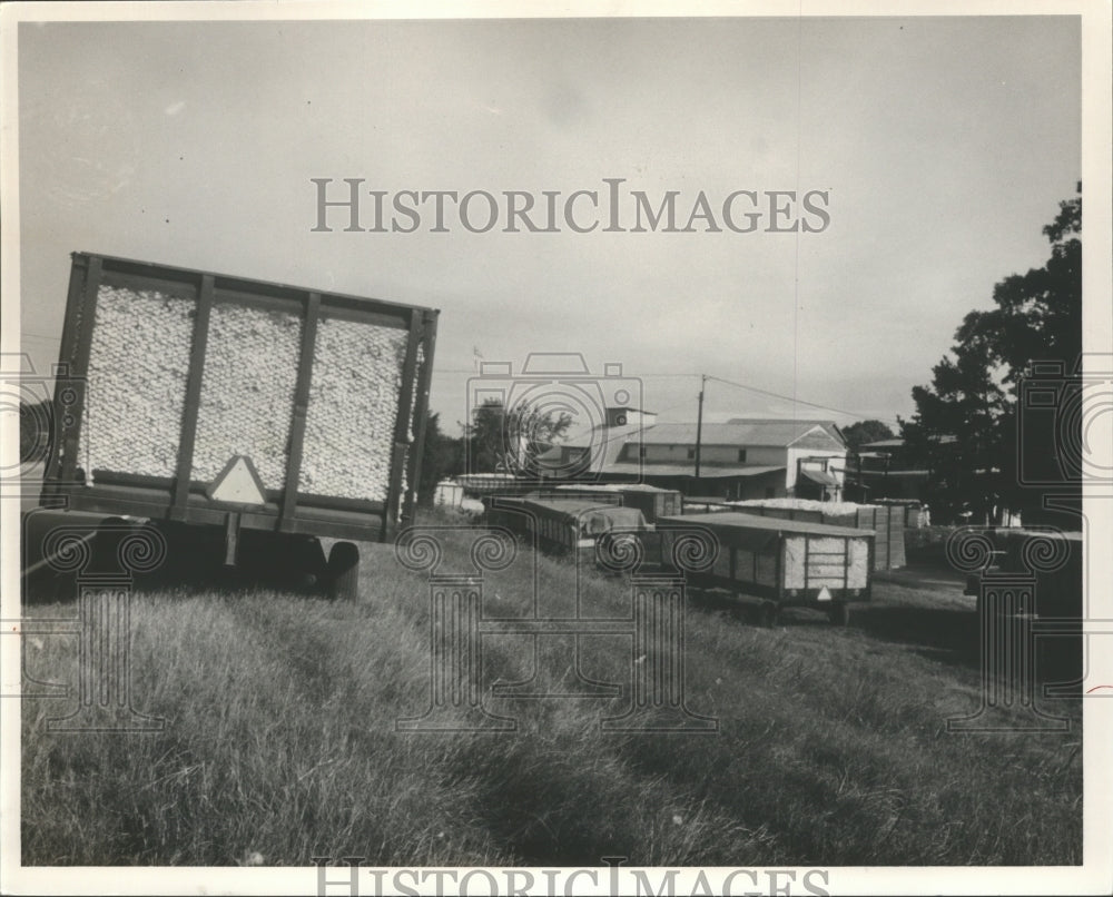 1981 Press Photo Wagons of cotton at J.T. Jordan and Son Gin, Centre, Alabama. - Historic Images