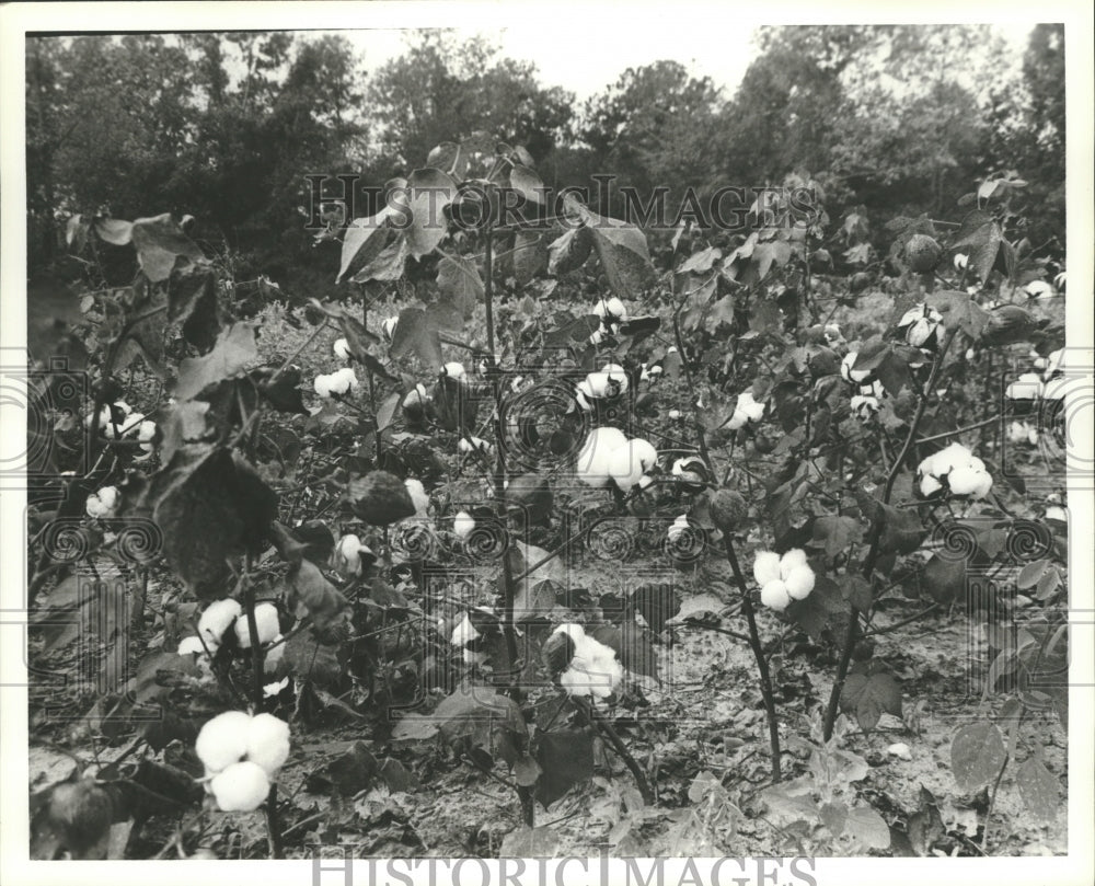 1980 Press Photo Cotton plants in field - abna10866 - Historic Images