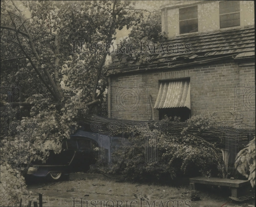 1957 Tree uprooted by high winds after hurricane Audrey, Birmingham - Historic Images