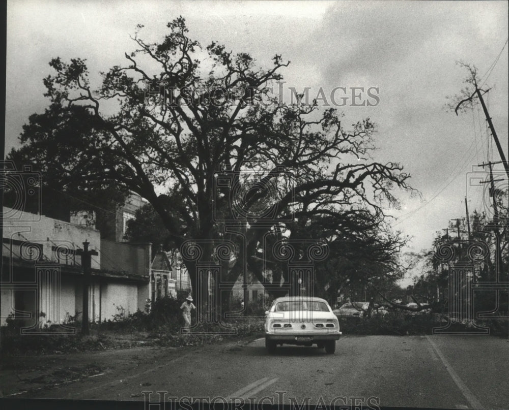 1979 Press Photo Fallen tree blocking street after hurricane Frederic - Historic Images