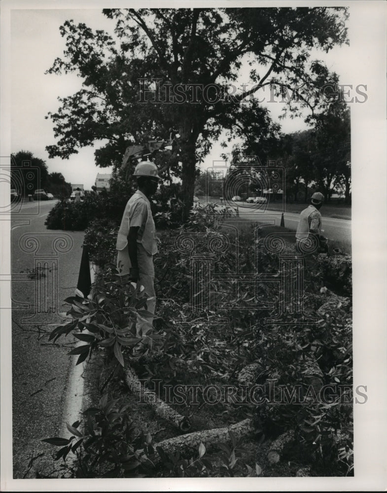 1986 Press Photo Highway workers blaze pecan trees at Saint Desk Sikora - Historic Images