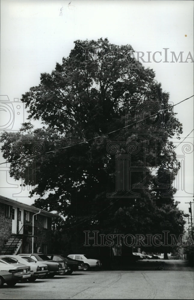 1981 Press Photo Sherman Oak tree new on Howard College campus - abna13097 - Historic Images