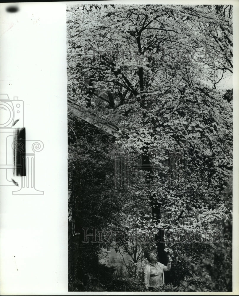 1980 Press Photo Mrs. T.H. Sorrells & a blooming dogwood tree, Homewood, Alabama - Historic Images