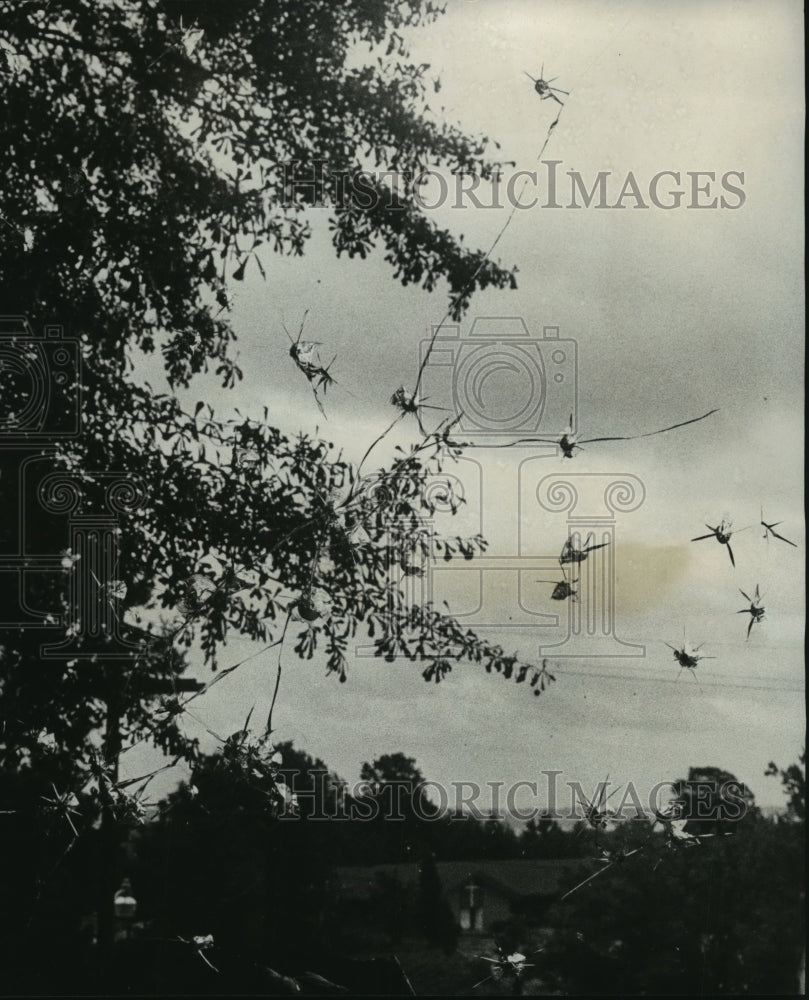 1975, Bullet holes in window of DeMarais home, Birmingham, Alabama - Historic Images