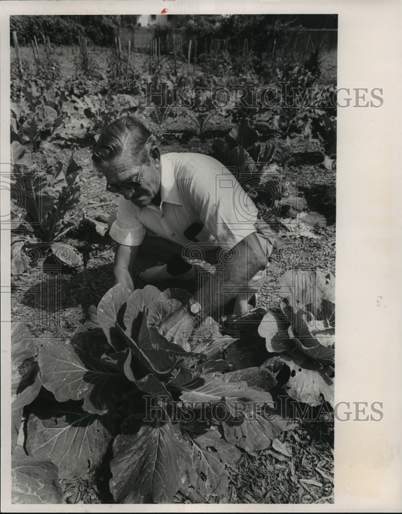 1985, Bob Barrett Checks Produce in Garden, Alabama - abna13440 - Historic Images