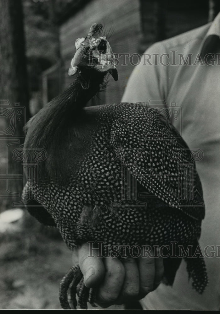 1984 Guinea Fowl - Historic Images