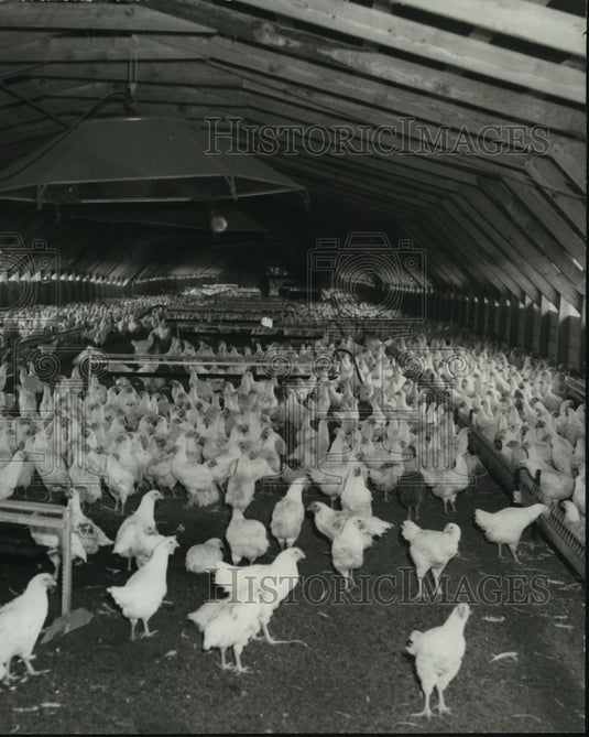 1973 Chickens peck at food at broiler farm in Alabama-Historic Images