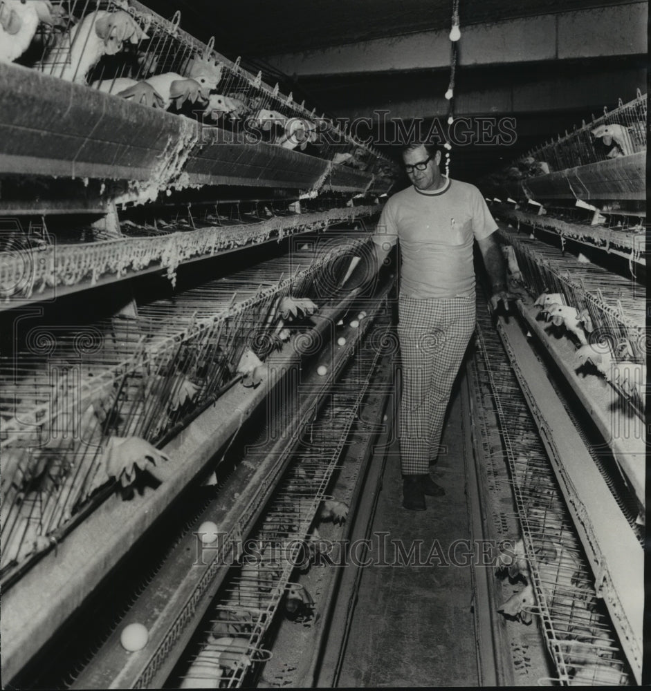 1978 Press Photo Farmer checks chickens in their cage at a chicken factory - Historic Images