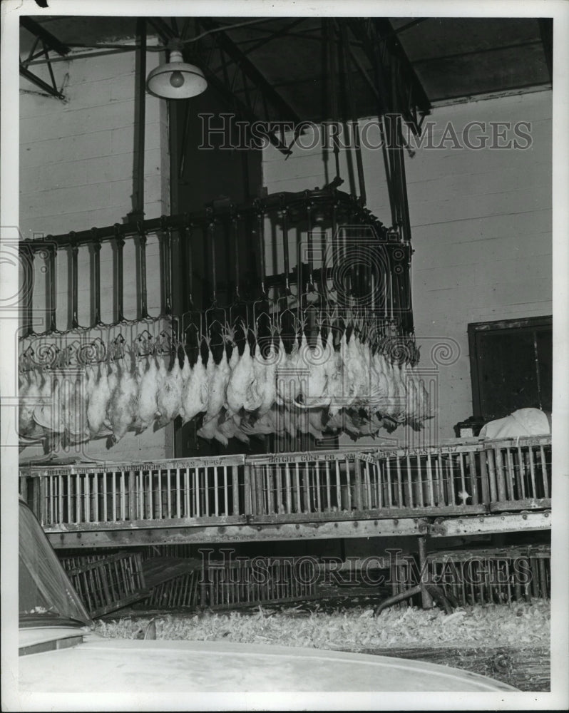 1979 Butchered chicken put on assembly line in Auburn, Alabama - Historic Images