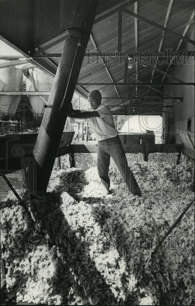 1982, Worker on truck of fresh picked cotton, Dallas County, Alabama - Historic Images