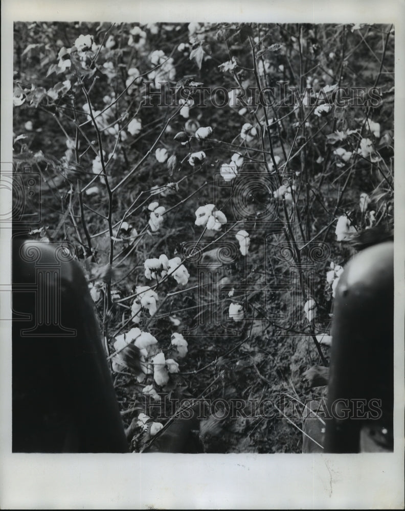 1963 Press Photo Cotton plants, Alabama - abna14084-Historic Images