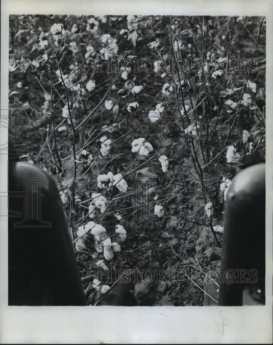 1963 Press Photo Cotton plants, Alabama - abna14084-Historic Images