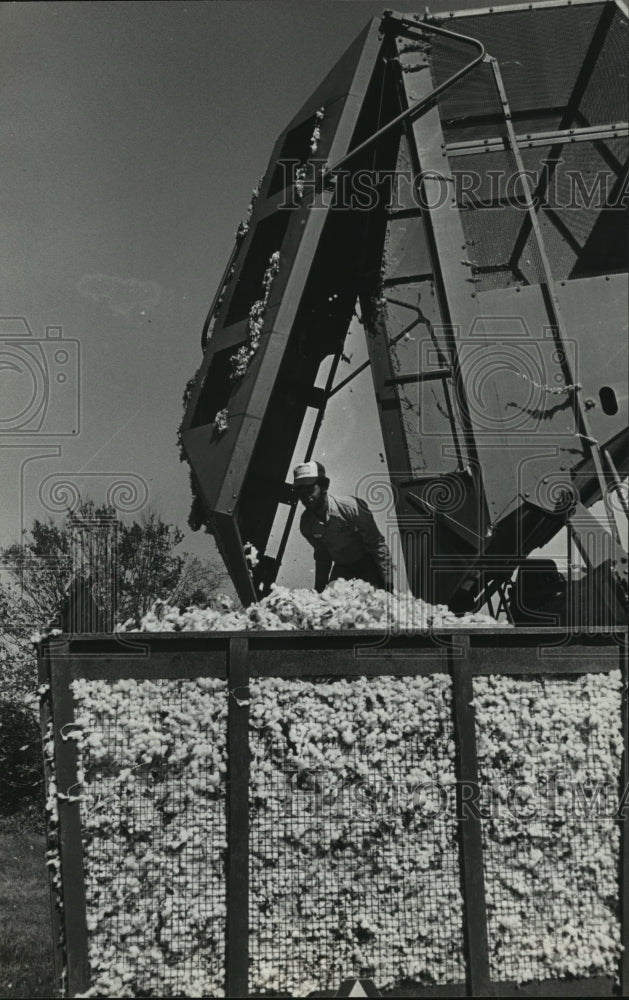 1982, Worker on top of wagon full of fresh picked cotton, Alabama - Historic Images