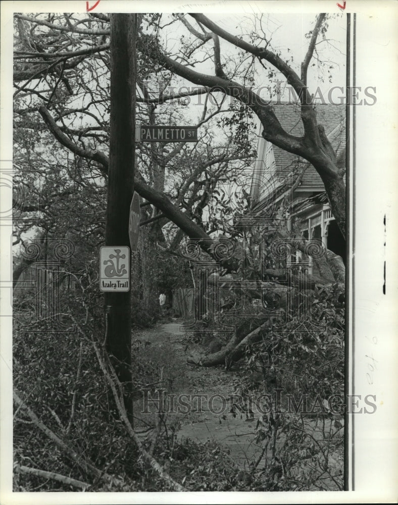 1979 Trees down from Hurricane Frederic Gulf Coast Alabama - Historic Images