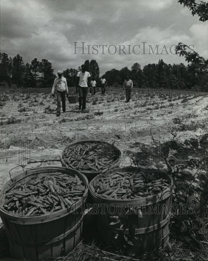 1978 Workers in field on Jefferson County farm - Historic Images