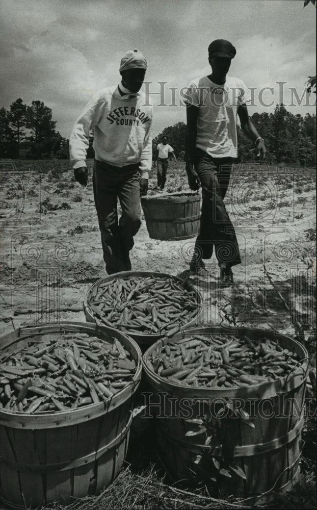 1978 Workers load baskets of green beans at Jefferson County farm - Historic Images