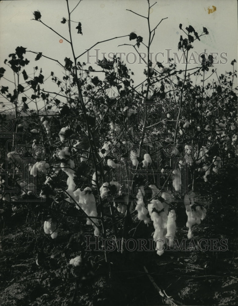 1968 Press Photo Cotton Plants in Alabama - abna14252 - Historic Images
