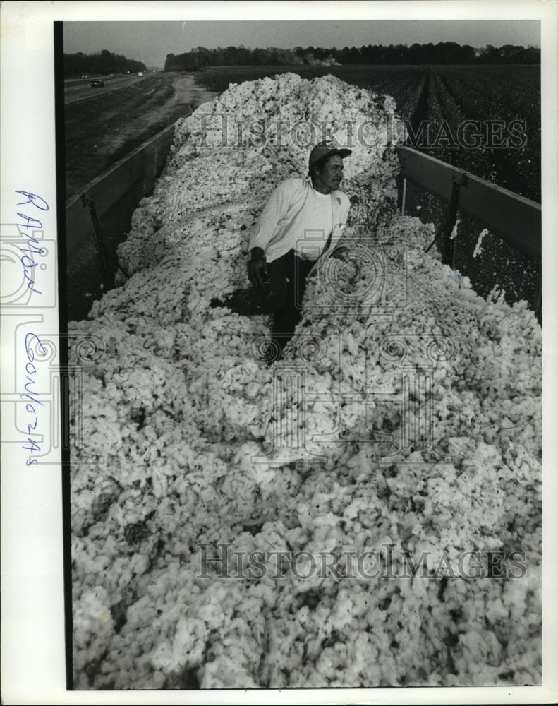 1979 Press Photo Cotton Worker Relaxes in Fluffy Pile, Alabama - abna14258 - Historic Images