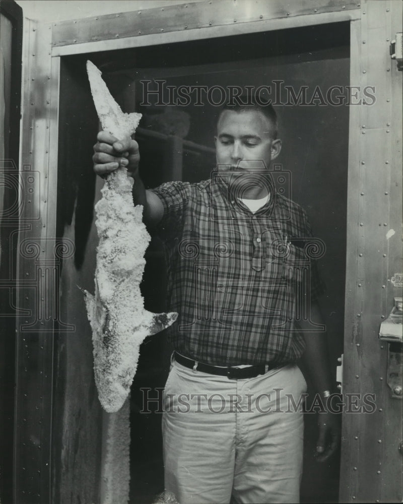 1963, Man hods fish, Dauphin Island Marine laboratory morgue, Alabama - Historic Images