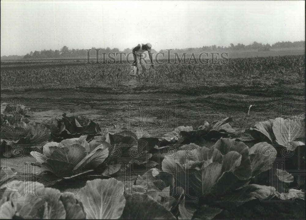 1982, Tom rice putting herbicide on young corn plants, Triana, AL - Historic Images