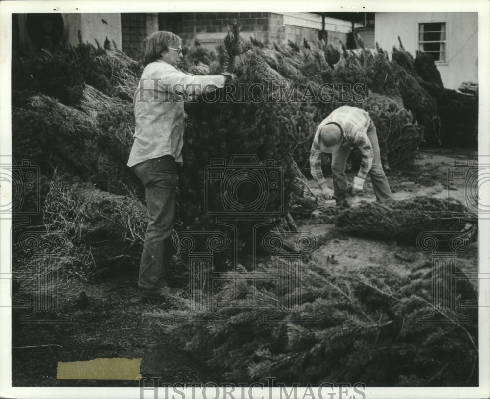 1981 Press Photo Workers getting Christmas trees ready for display, Alabama - Historic Images