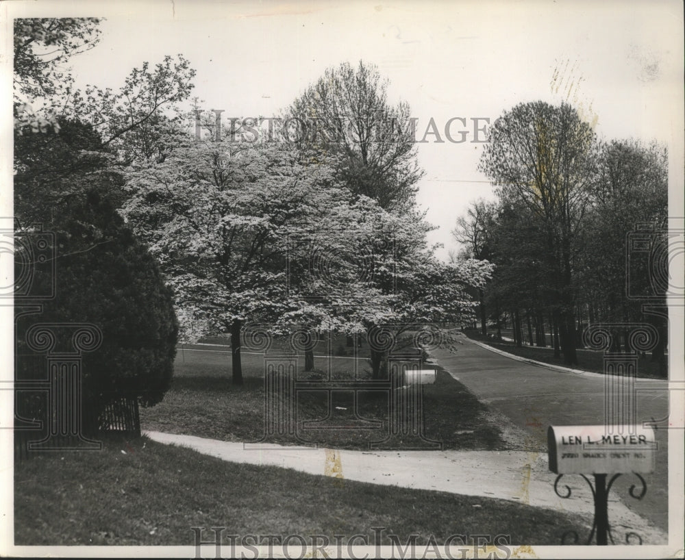 1958, Dogwood trees in bloom at home of Len L. Meyer, Alabama - Historic Images