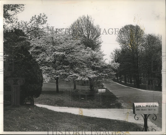 1958, Dogwood trees in bloom at home of Len L. Meyer, Alabama - Historic Images