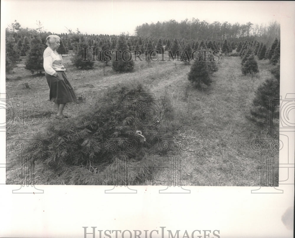 1988 Christmas tree farm damaged by ice in Clanton, Alabama - Historic Images
