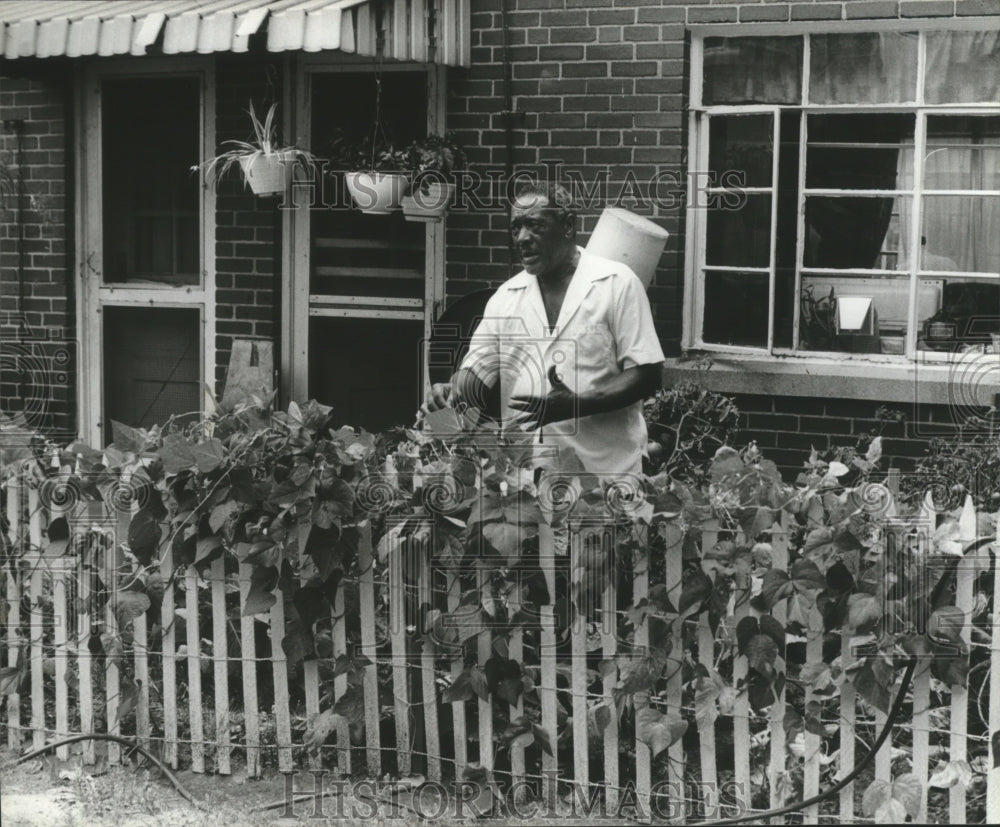 1981, John Henderson picks at beans in his South Court garden - Historic Images