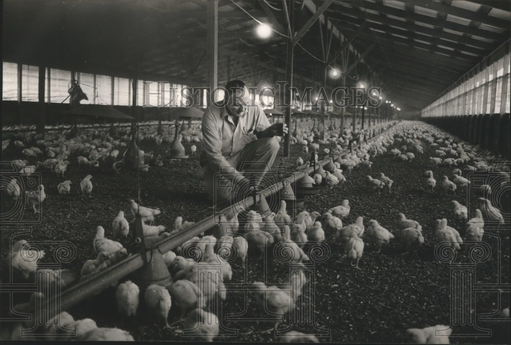 1984, Harmon Yarbrough and Chickens in Alabama - abna15043 - Historic Images