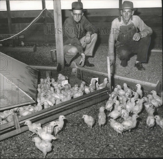 1958 Two Men with New Batch of Chickens, Fowl - Historic Images