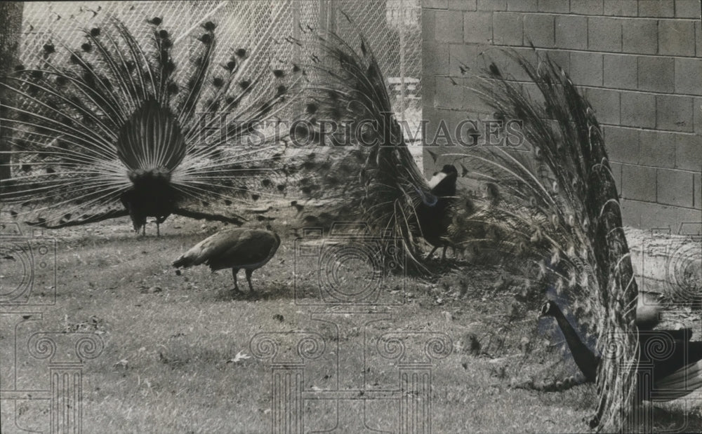 1968 Peacocks at the Birmingham Zoo, Fowl in Spring - Historic Images