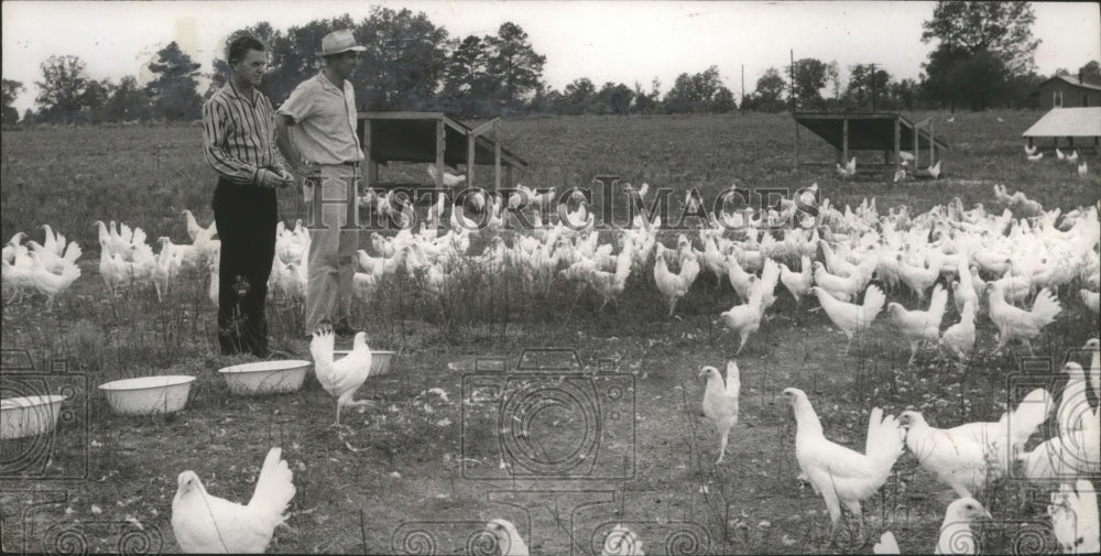 1958, C. R. Morrow looks over flock of Chickens on Ivey Farm, Fowl - Historic Images