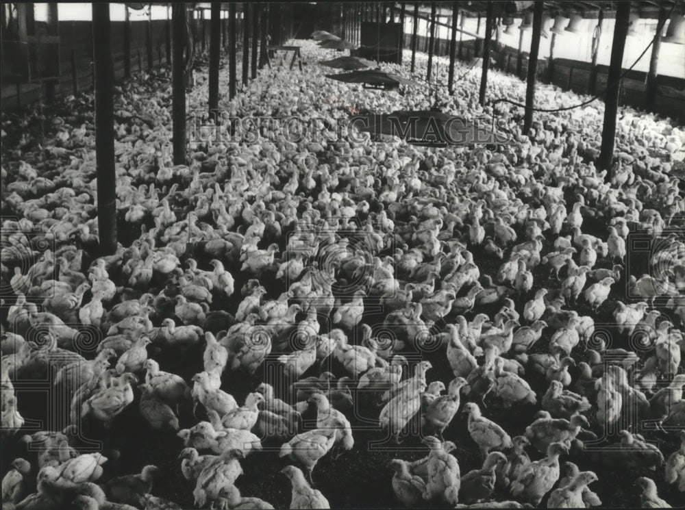 1979, Neil Allred and Bill Laskoski Chicken Farm in Boldo, Alabama - Historic Images