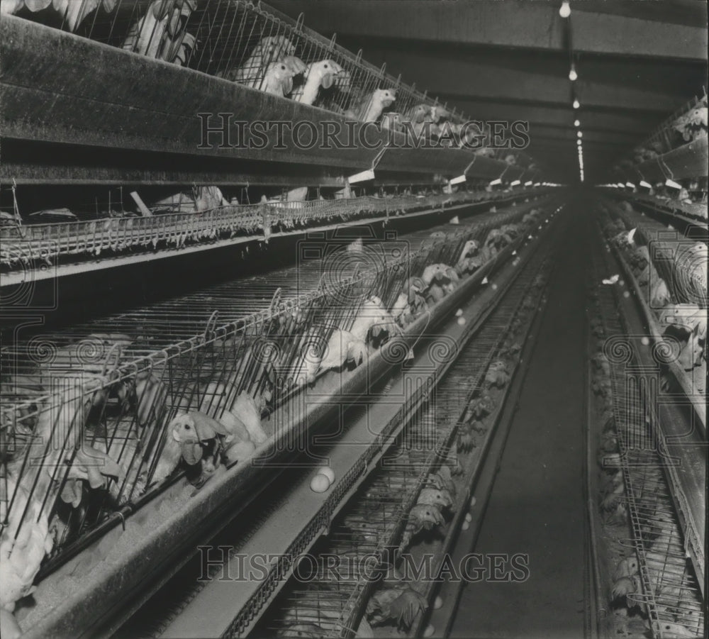 1978 Fowl, Chickens in Cages on Farm - Historic Images