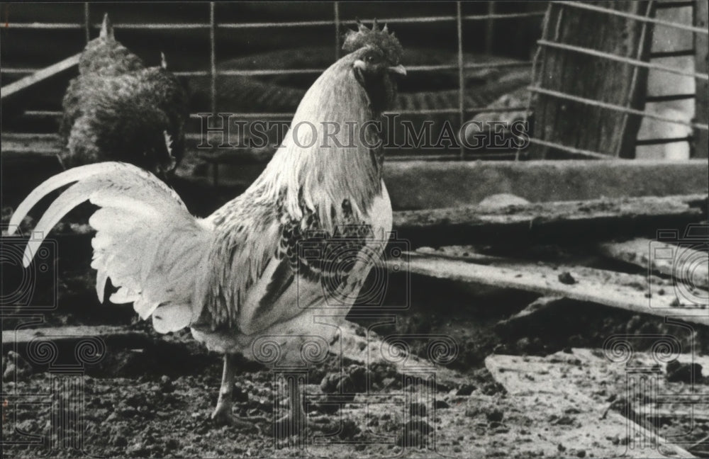 1979 Press Photo Fowls, Chickens - abna15054 - Historic Images