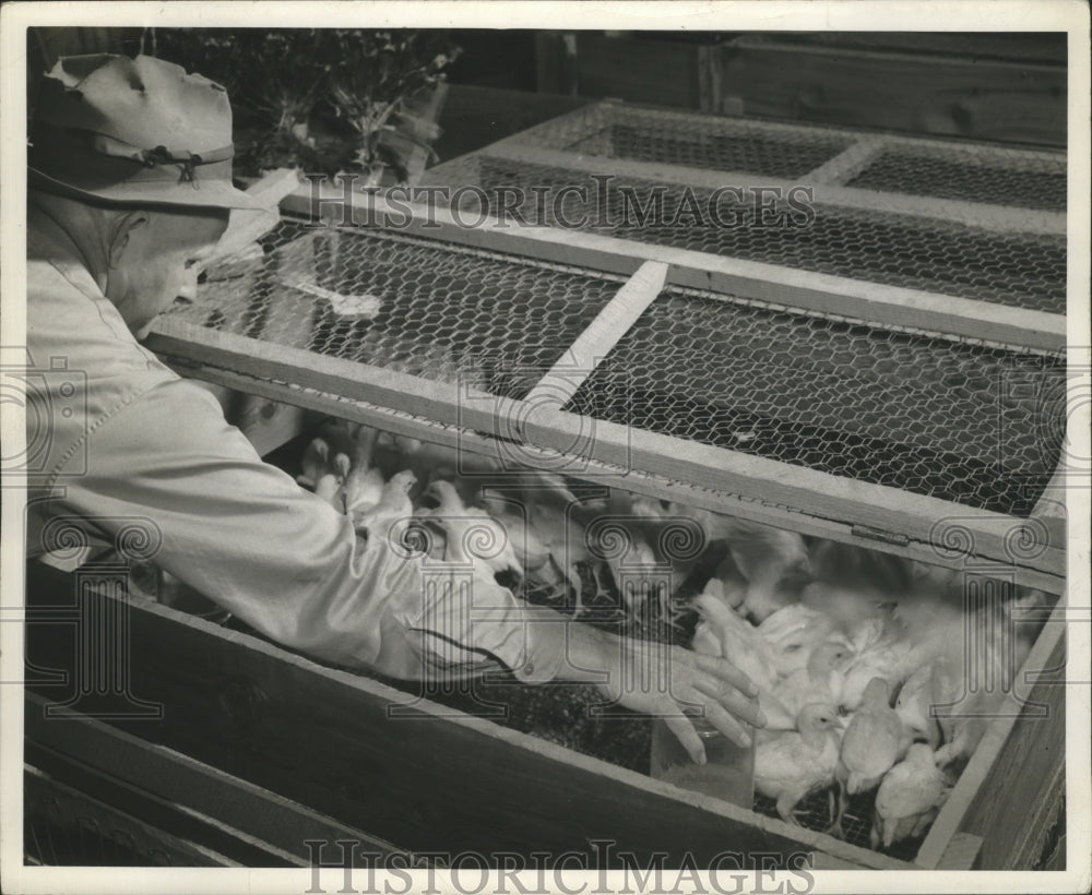 1941, Wilbur C. Harris, Calhoun County, Alabama, with Young Chickens - Historic Images