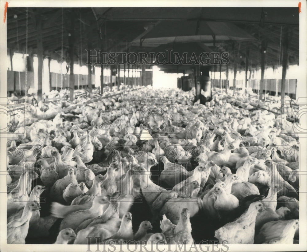 1964, Fowls, Chickens inside Structure on Farm - abna15059 - Historic Images