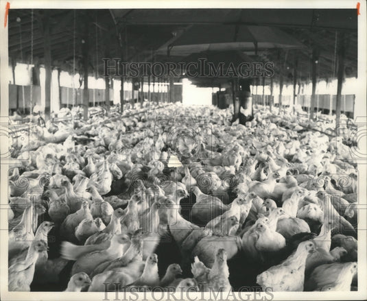 1964, Fowls, Chickens inside Structure on Farm - abna15059 - Historic Images