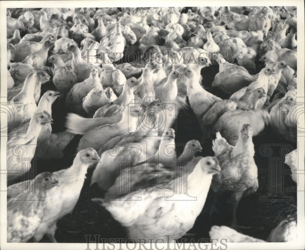 1964 Press Photo Fowls, Chickens - abna15062 - Historic Images