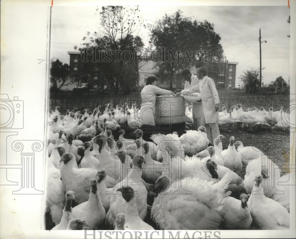 1980 Doctor C. B. Chawan, Others with Turkeys at A&amp;M University - Historic Images