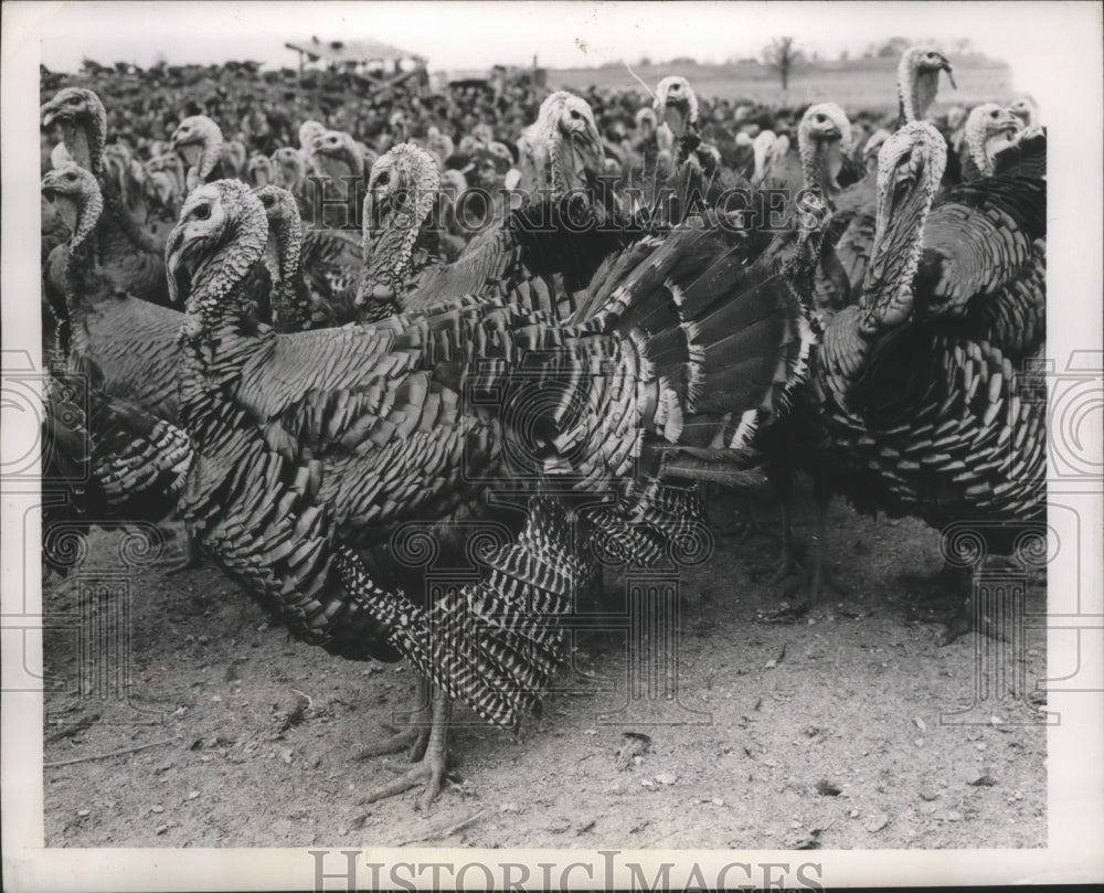 1945, Fowls, Turkeys - abna15067 - Historic Images