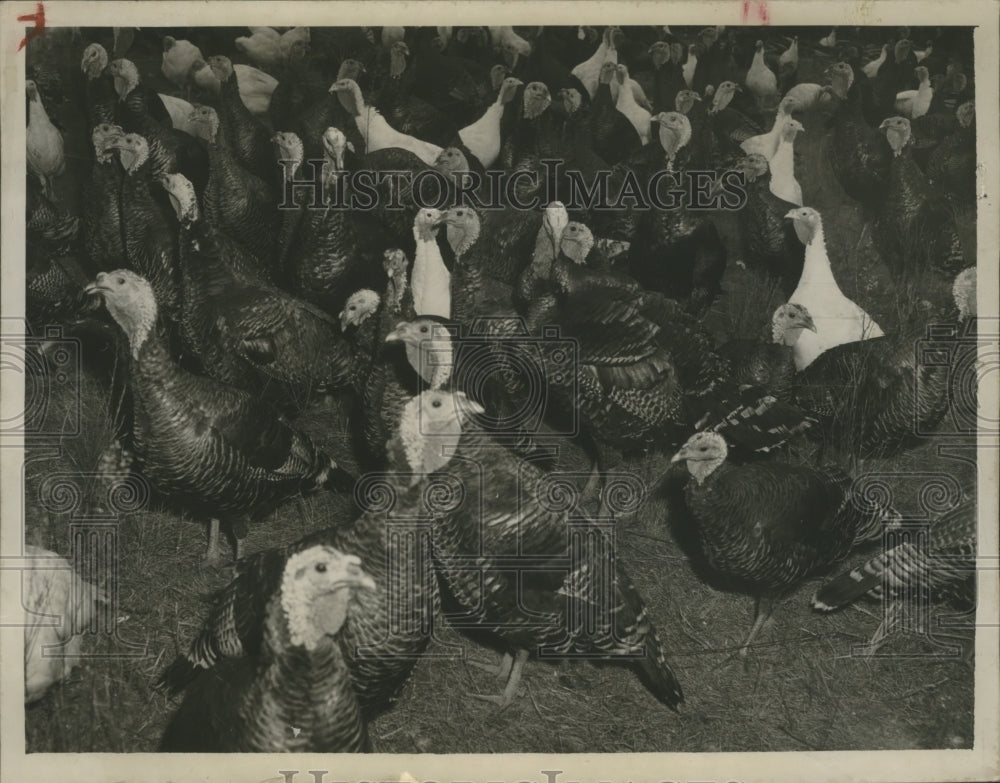 1948 Fowls, Turkeys - Historic Images