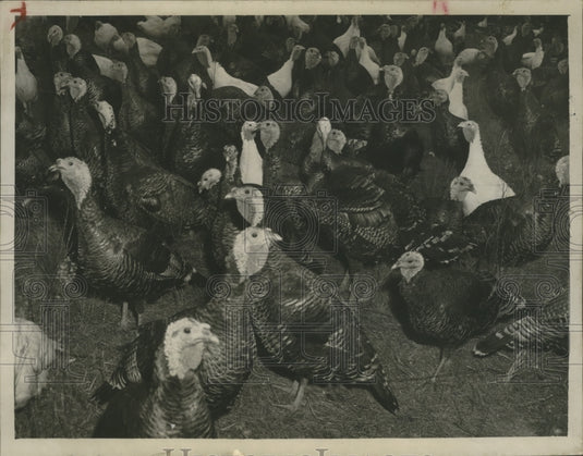1948 Fowls, Turkeys - Historic Images