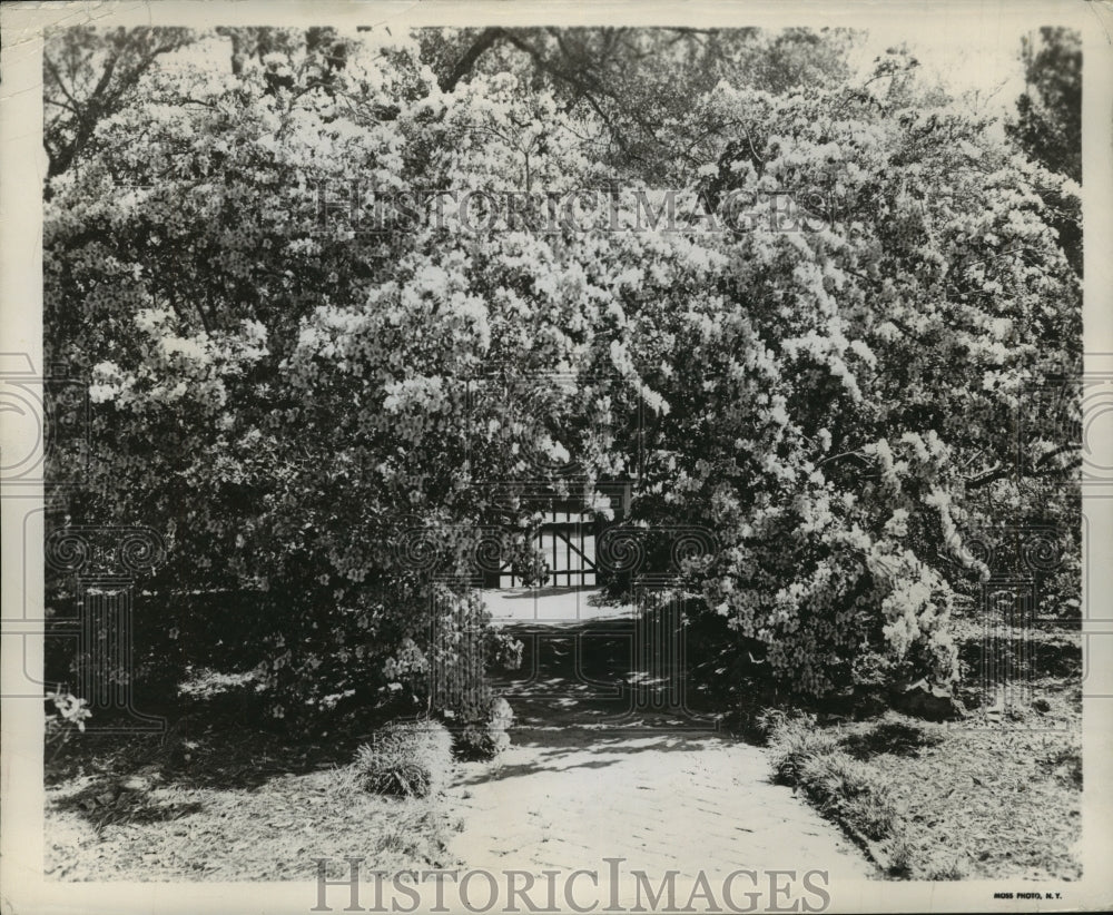 1948 Press Photo Flower Covered Walkway in Bellingrath Gardens, Mobile, Alabama - Historic Images