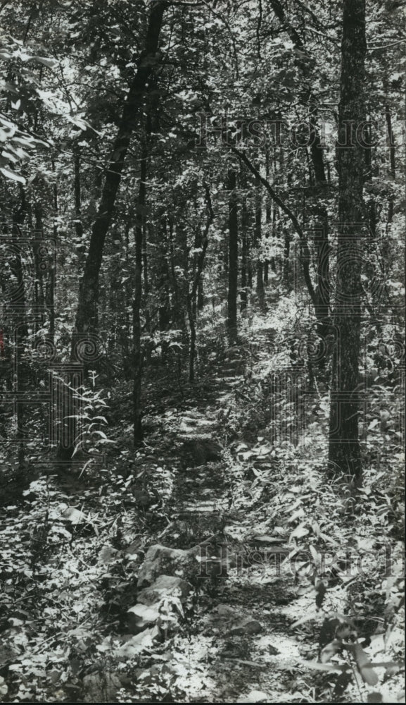 1981 Pine Mountain Trail, is popular for hikers, Alabama - Historic Images