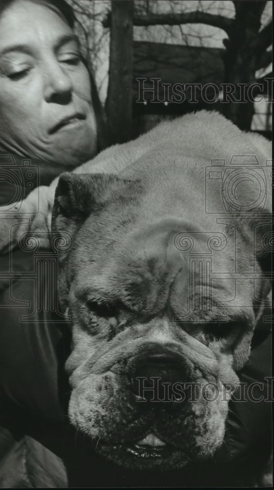 1980, Humane Society's Ann Speakman Carries Bulldog to Truck, Alabama - Historic Images