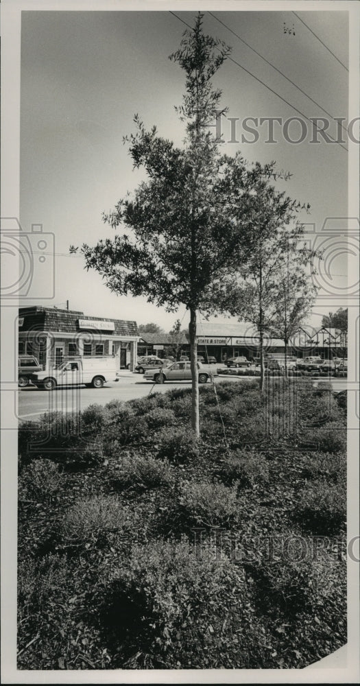 1987, Landscaping in front of Mountain Brook Village,Alabama - Historic Images