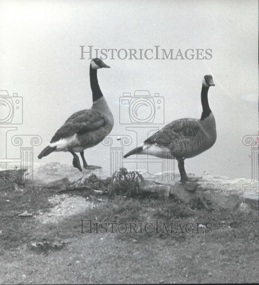 1977, Canada geese at Wheeler Wildlife refuge, Alabama - abna17465 - Historic Images