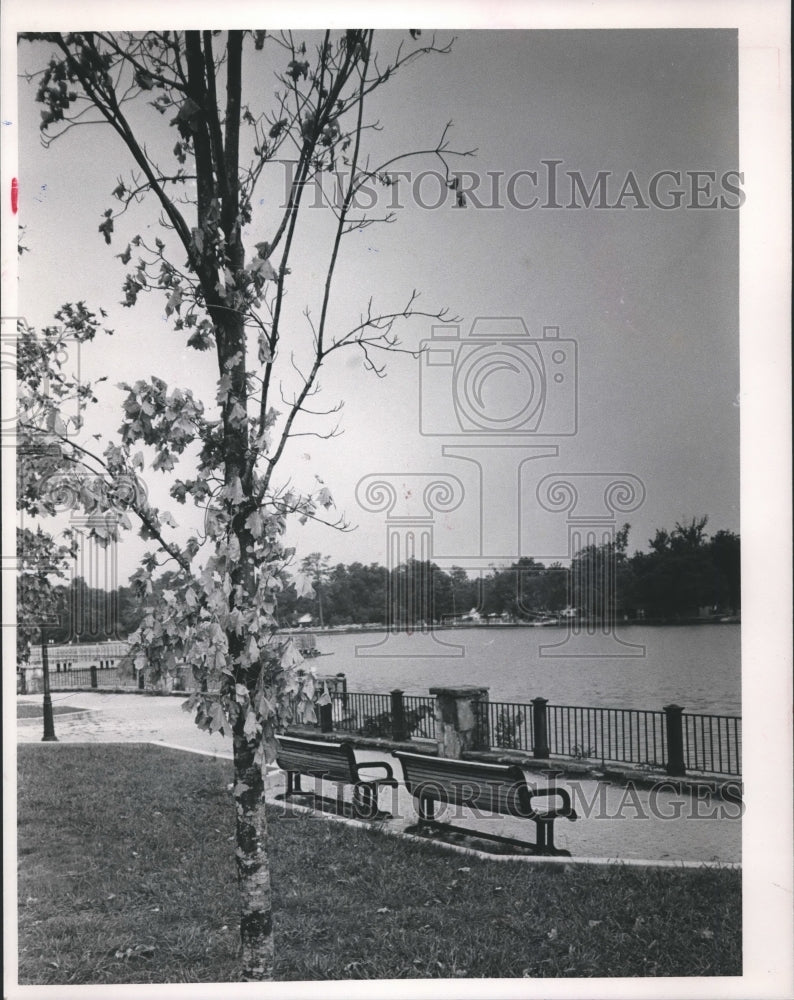 1988 At Birmingham&#39;s East Lake Park, Maple Trees and Bench near Lake - Historic Images